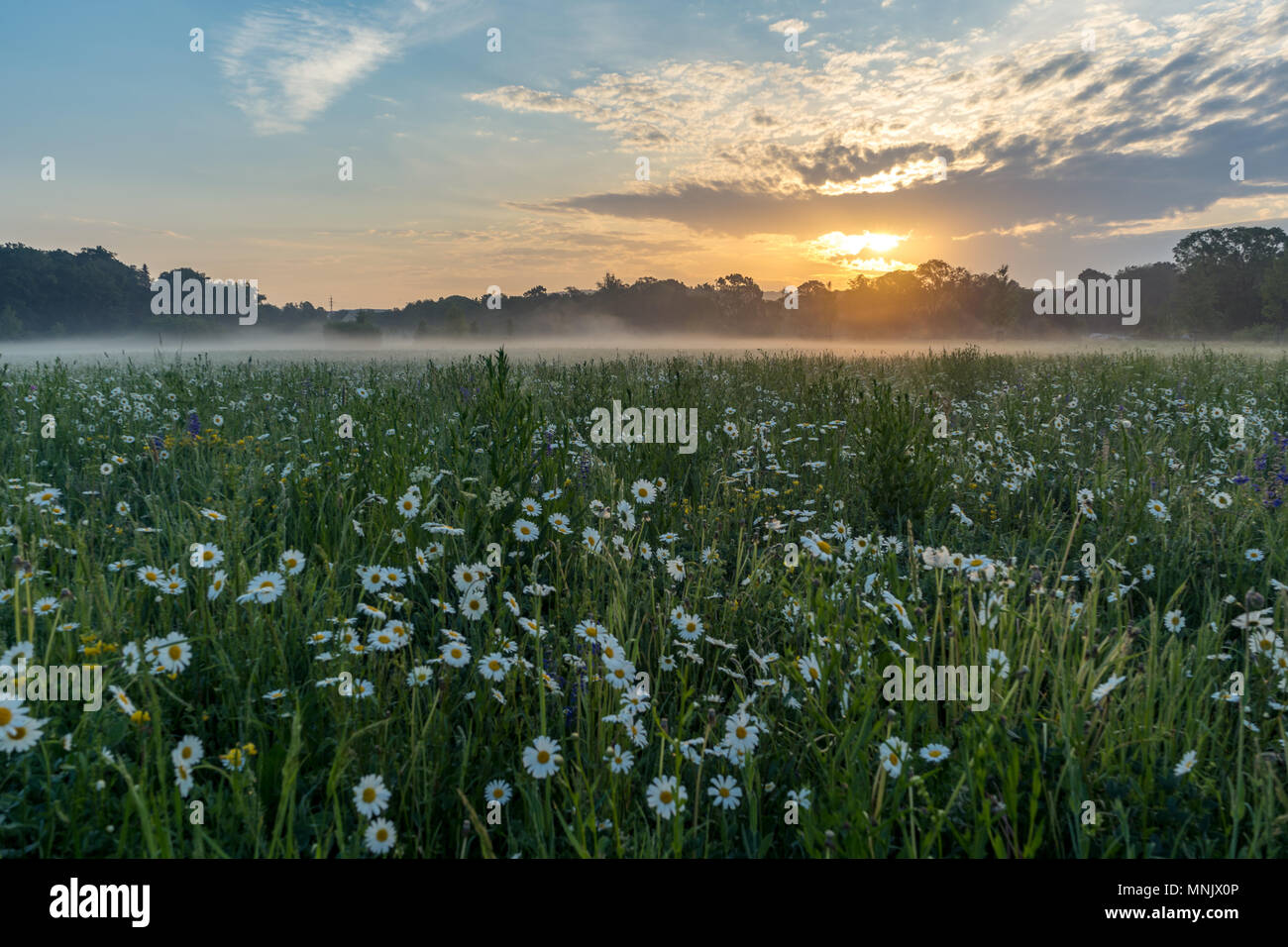 Marguerites sur un pré au printemps au lever du soleil. À Bayreuth, Allemagne, Wilhelminenaue. Banque D'Images