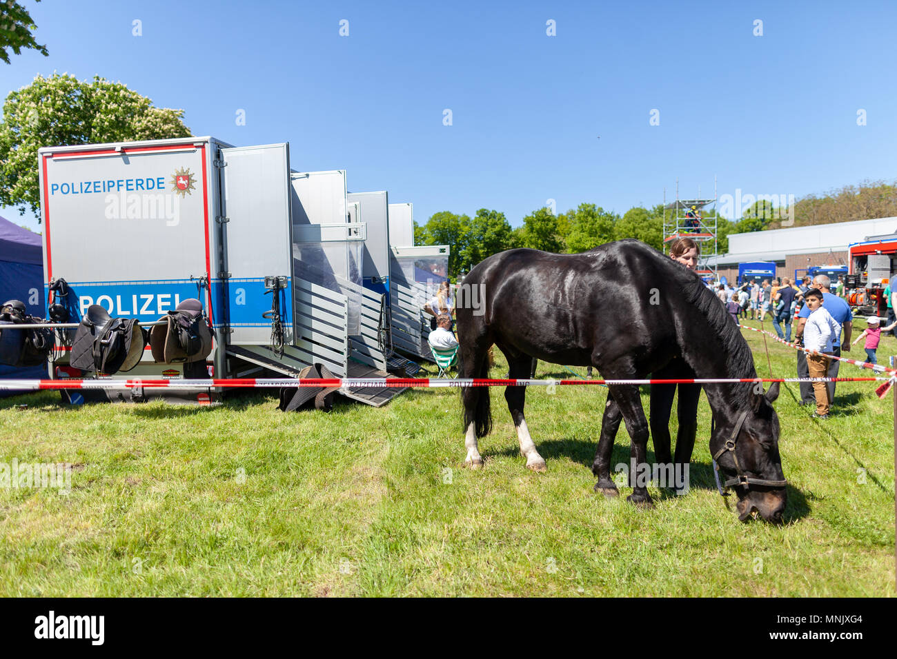 Hambourg / Allemagne - Mai 6, 2018 : la police allemande calèche sur un enclos. Polizeipferde police signifie des chevaux. Banque D'Images