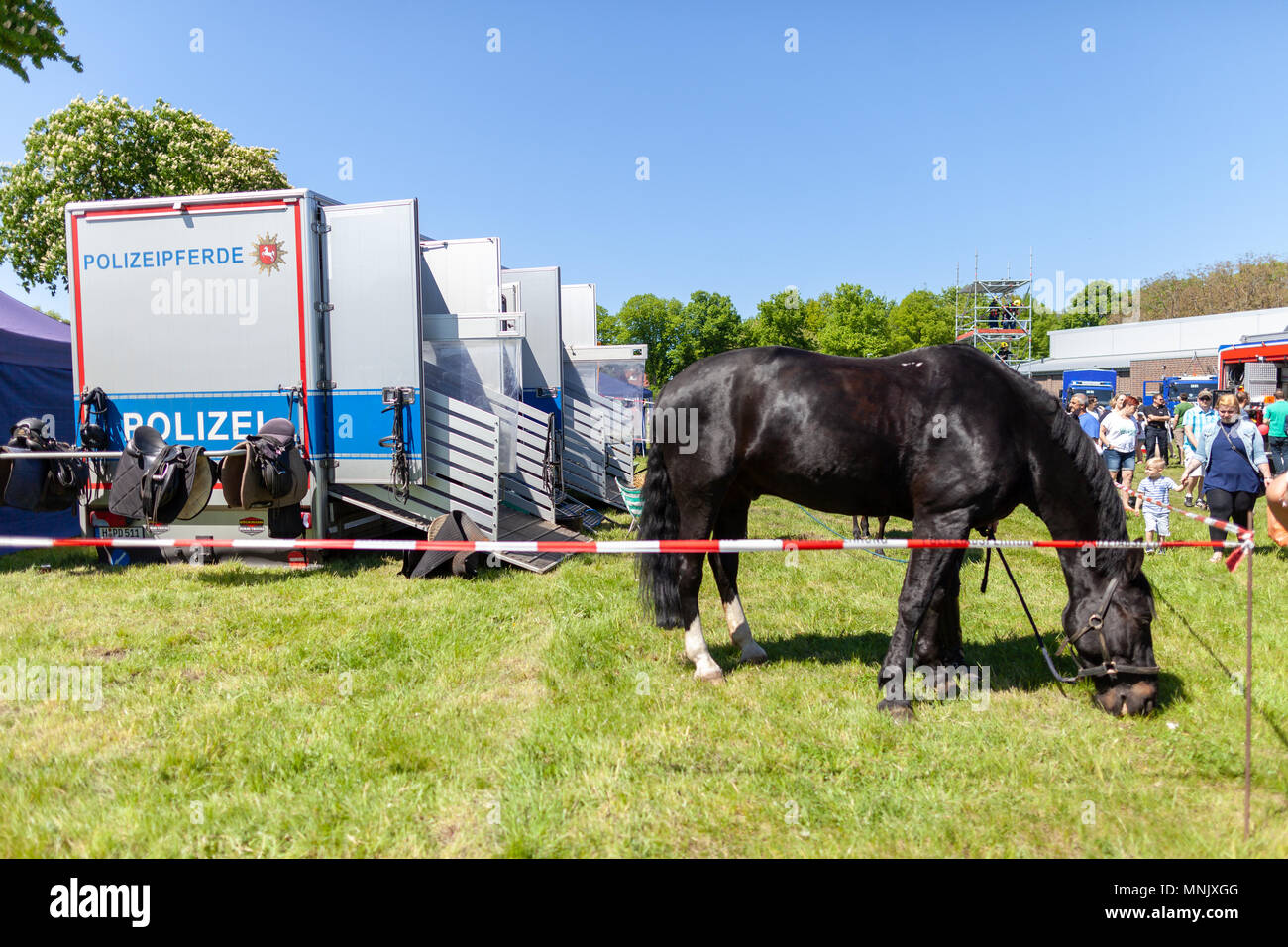Hambourg / Allemagne - Mai 6, 2018 : la police allemande calèche sur un enclos. Polizeipferde police signifie des chevaux. Banque D'Images
