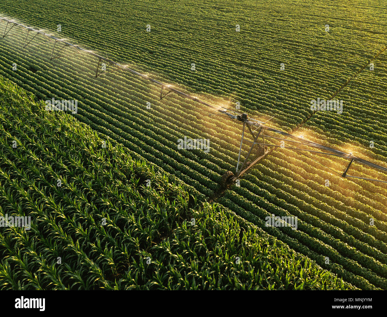 Vue aérienne de matériel d'irrigation l'arrosage des cultures de soja vert en après-midi d'été, sur le terrain du point de vue de drones pour l'angle inhabituel pour la loi sur l'agriculture Banque D'Images