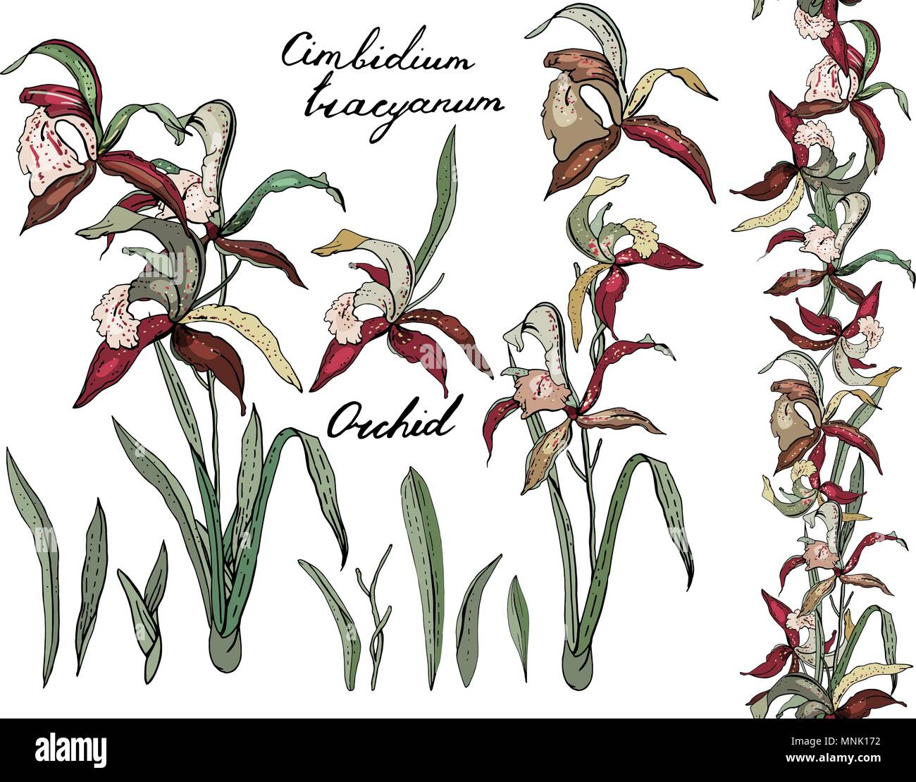 Orchidées cimbidium isolé sur blanc. Illustration de Vecteur