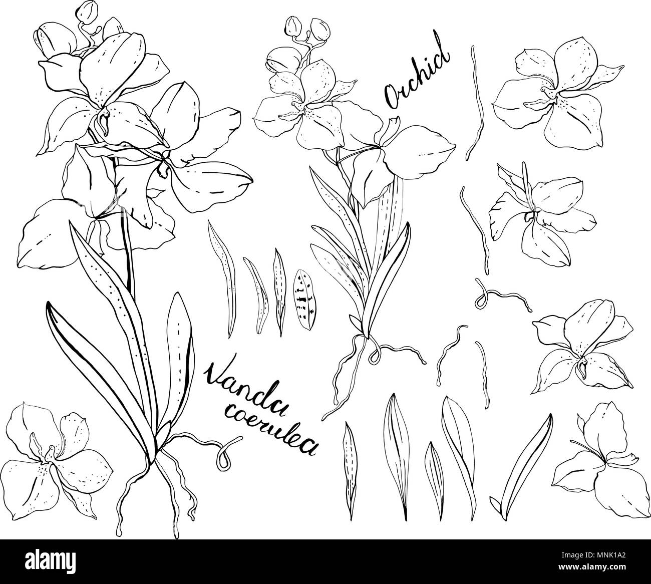 Orchidée noir et blanc Illustration de Vecteur