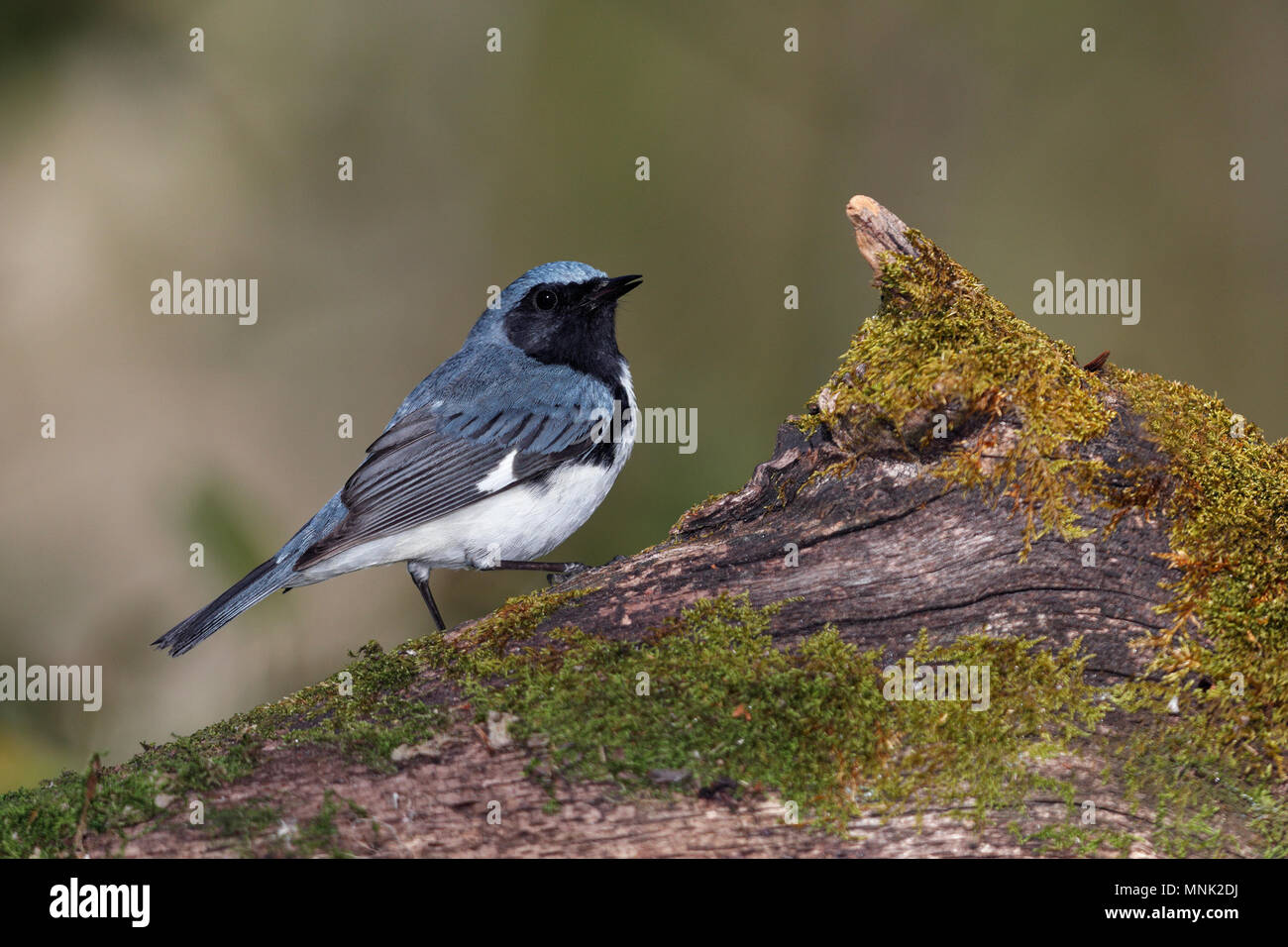 Homme Paruline bleue (Setophaga caerulescens) perché sur un journal moussu - Lambton Shores, Ontario, Canada Banque D'Images