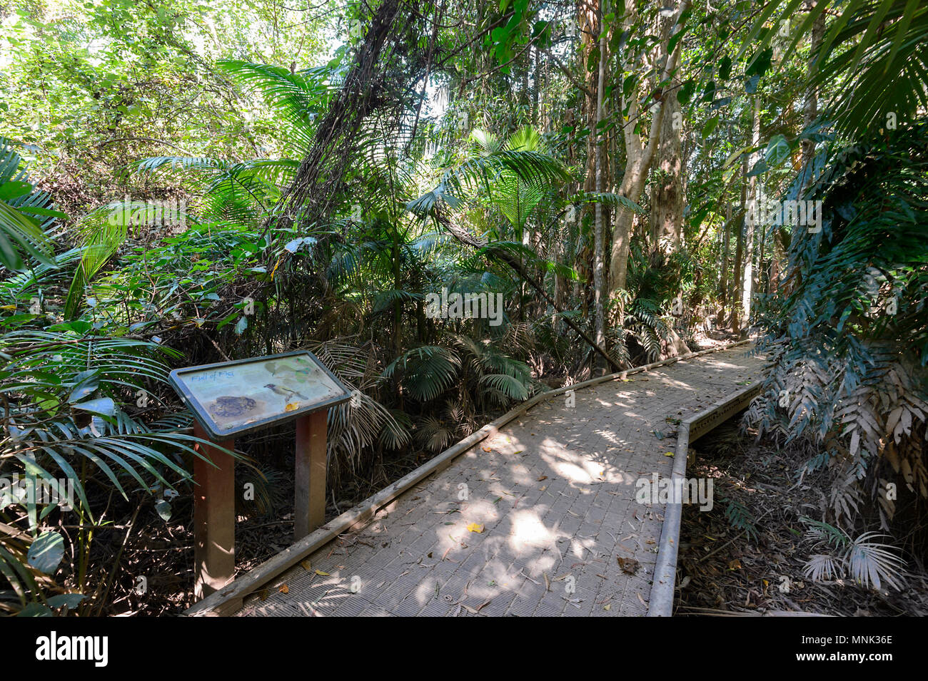 Luxuriante forêt tropicale le long de la promenade de Cattana Les zones humides, un parc de conservation de la nature remis en état à Smithfield, près de Cairns, loin au nord Reine Banque D'Images Luxuriante forêt tropicale le long de la promenade de Cattana Les zones humides, un parc de conservation de la nature remis en état à Smithfield, près de Cairns, loin au nord Reine Banque D'Images