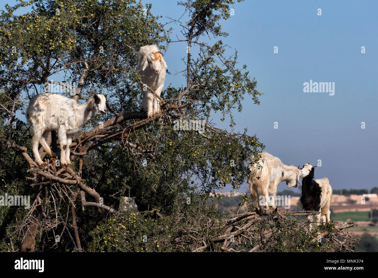 Arbre grimpant chèvres sur argan arbre à Essaouira, Maroc Banque D'Images