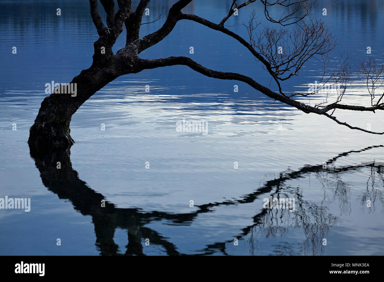 'Que Wanaka Tree' reflète dans Lake Wanaka, Otago, île du Sud, Nouvelle-Zélande Banque D'Images