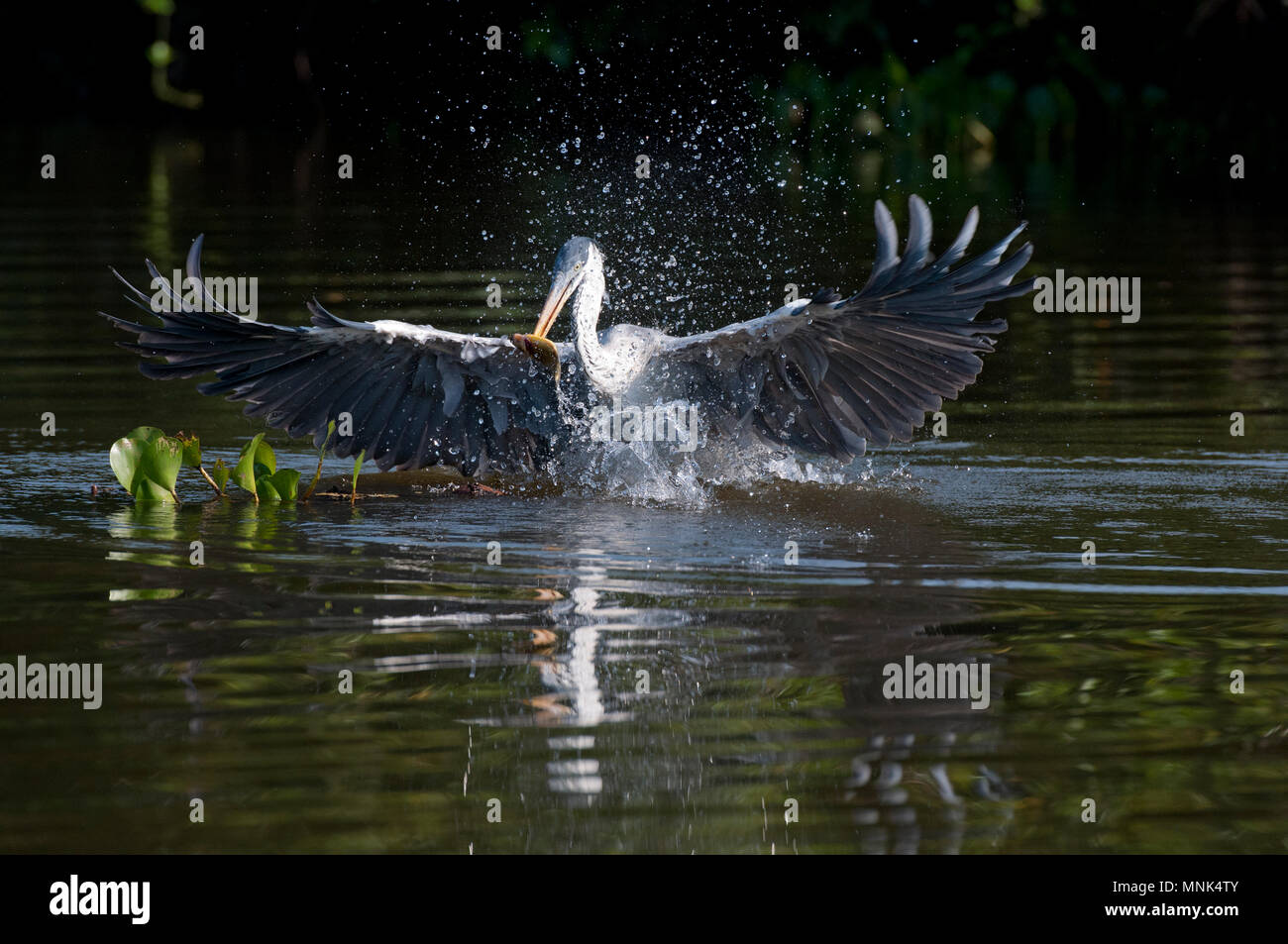 Cocoi (white-necked Heron (Ardea cocoi)) capture d'un poisson dans le Pantanal, dans le sud du Brésil Banque D'Images
