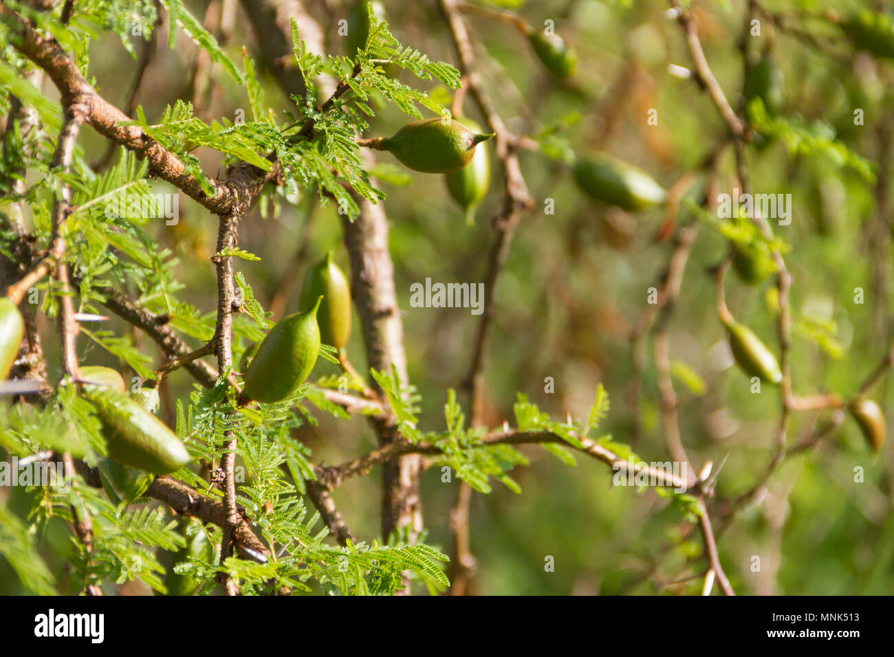 Fruit vert de l'acacia en été Banque D'Images