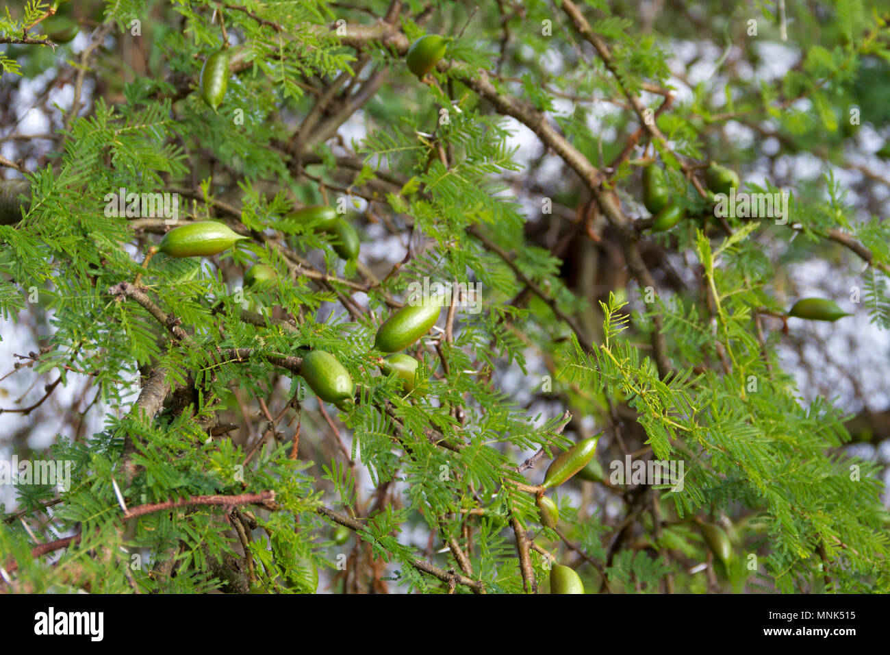 Fruit vert de l'acacia en été Banque D'Images