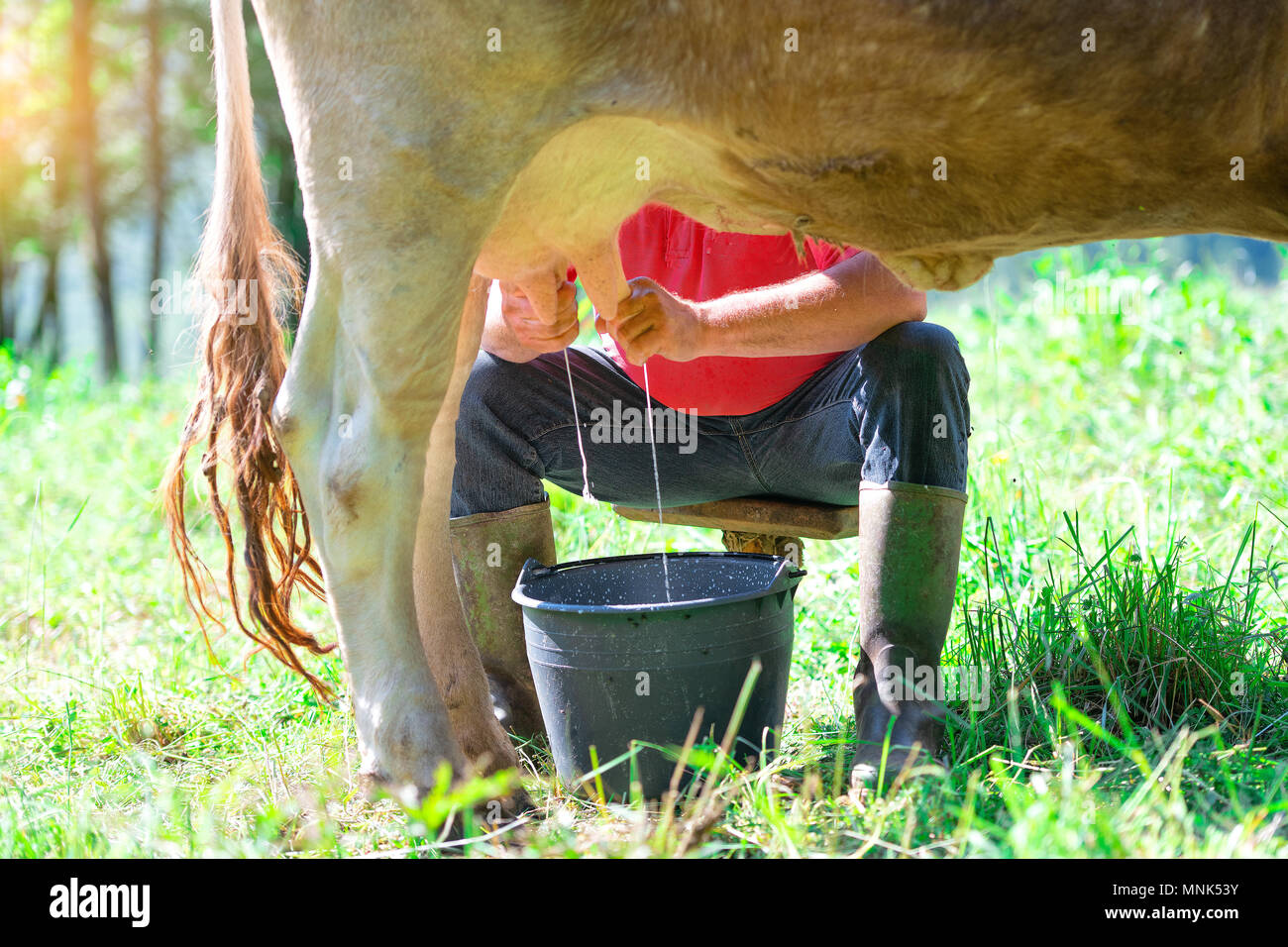 Un homme traire une vache dans le pré. En mode manuel. Banque D'Images