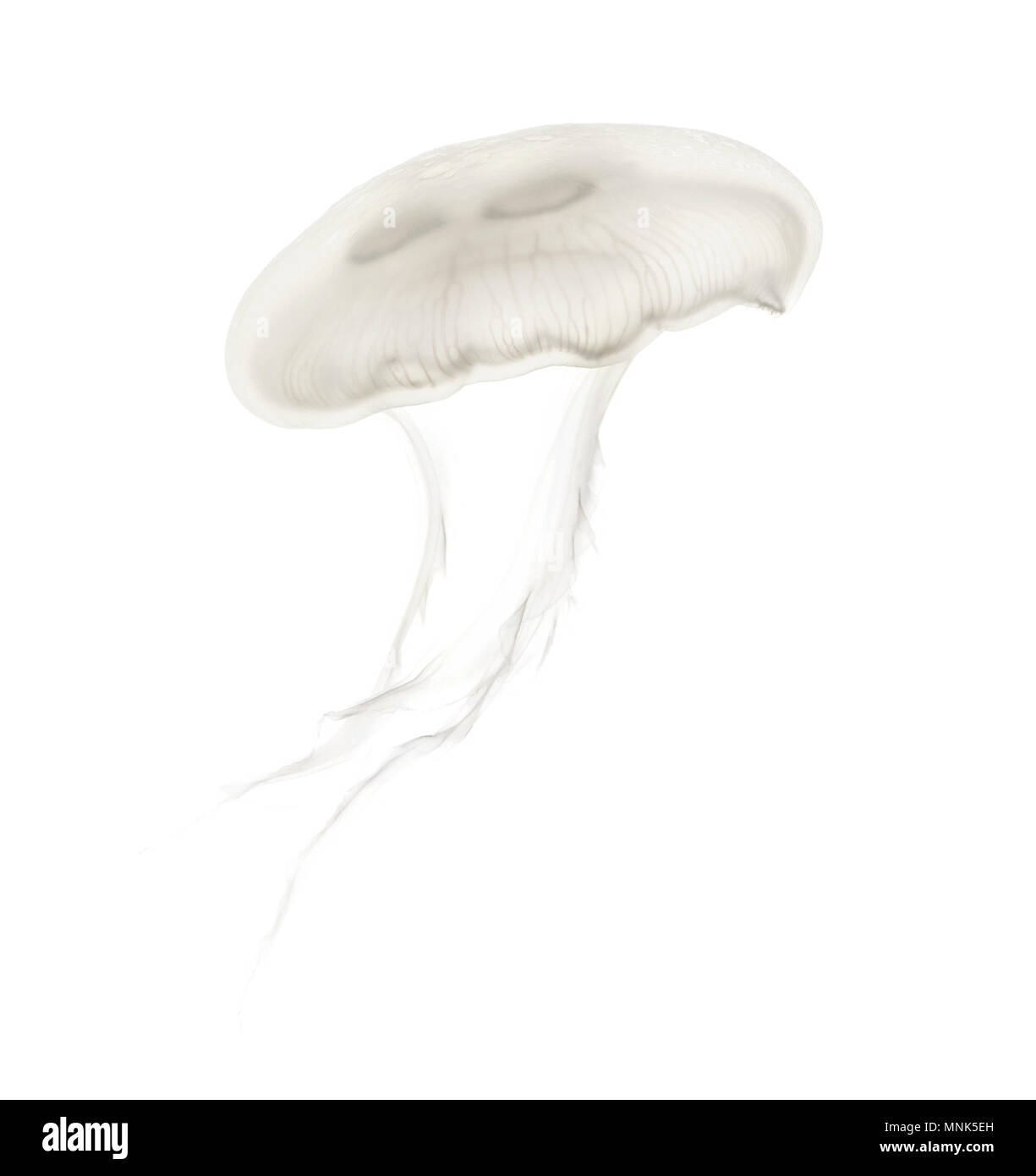 Aurelia aurita aussi appelée la méduse commune contre fond blanc Banque D'Images