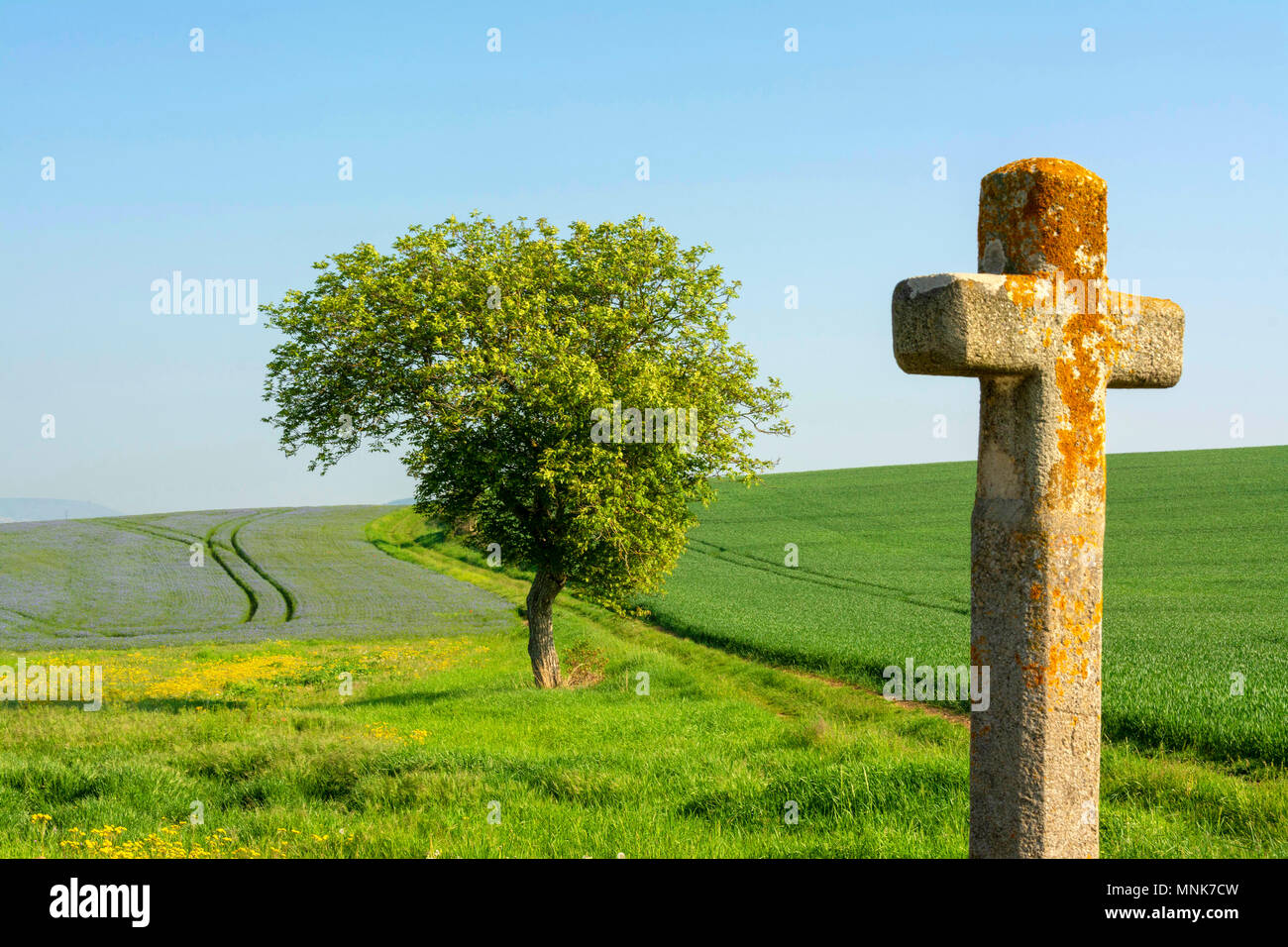 Croix de Pierre et champ de lin (Linum usitatissimum) en fleurs. Puy de Dôme. L'Auvergne. France Banque D'Images