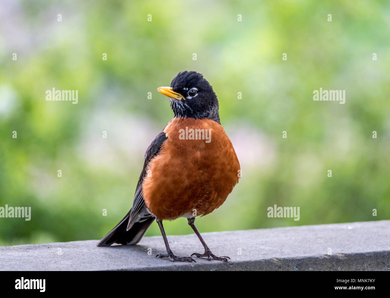 Merle d'Amérique Turdus migratorius ,est un passereau de la famille Banque D'Images