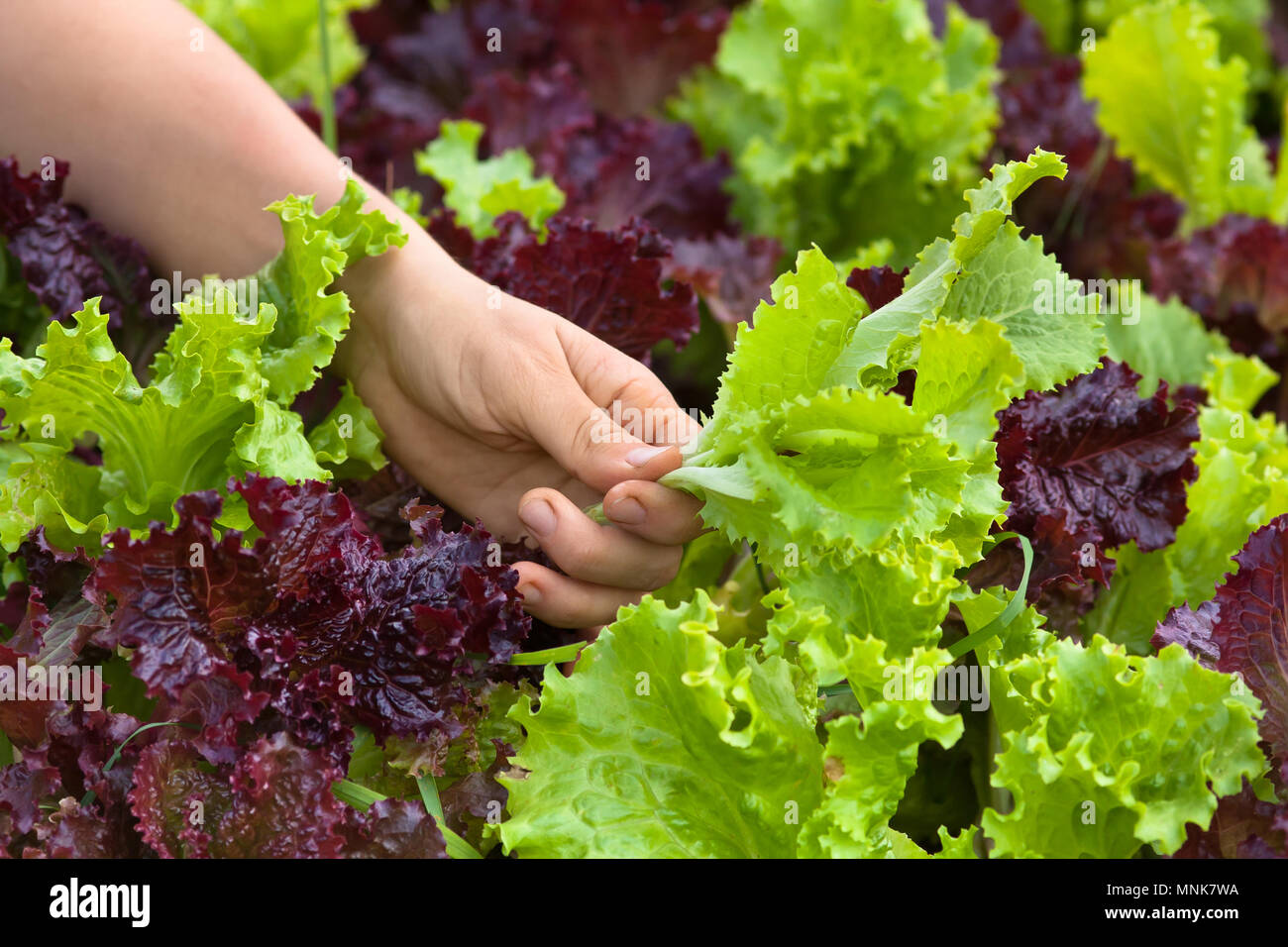 Cueillette à la main dans le potager laitue Banque D'Images