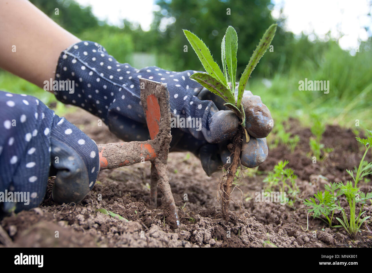 Mains de jardinier dans les mauvaises herbes du potager Banque D'Images