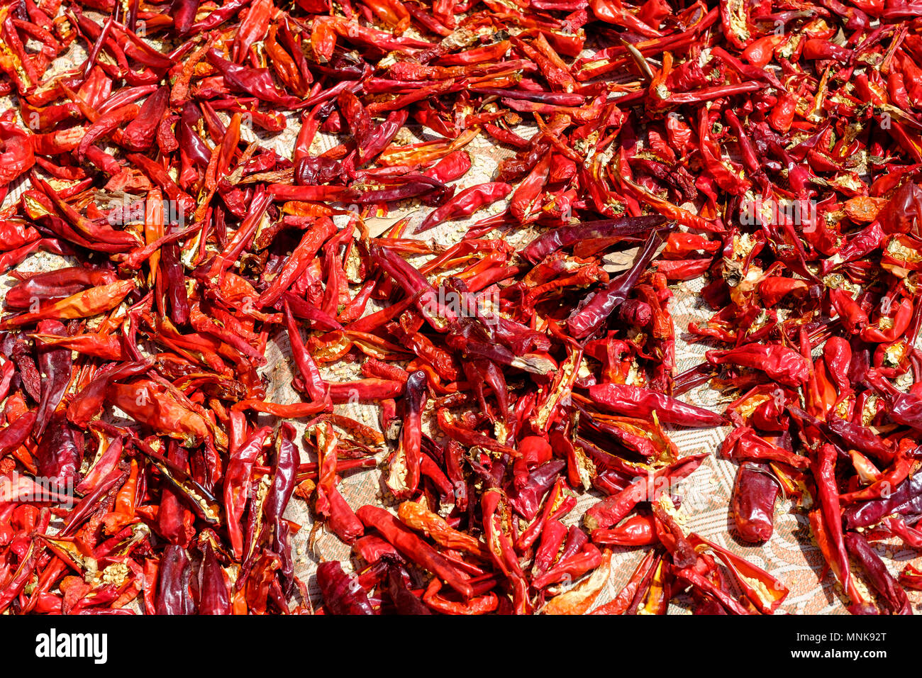 Le séchage du piment rouge pour faire de la harissa, dans Kalibia, Tunisie Banque D'Images