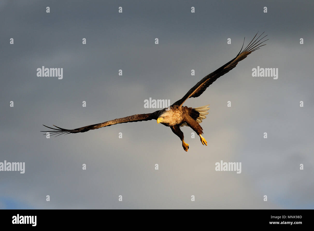 Queue blanche blanc voler dans le ciel, l'oiseau de proie, (Haliaeetus albicilla), Norvège Banque D'Images