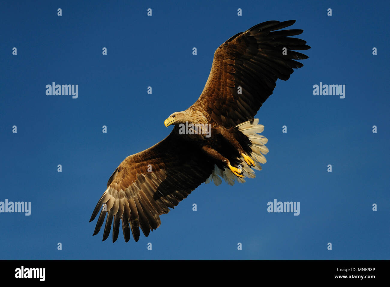 Queue blanche blanc voler sur le ciel bleu, oiseau de proie, (Haliaeetus albicilla), Norvège Banque D'Images
