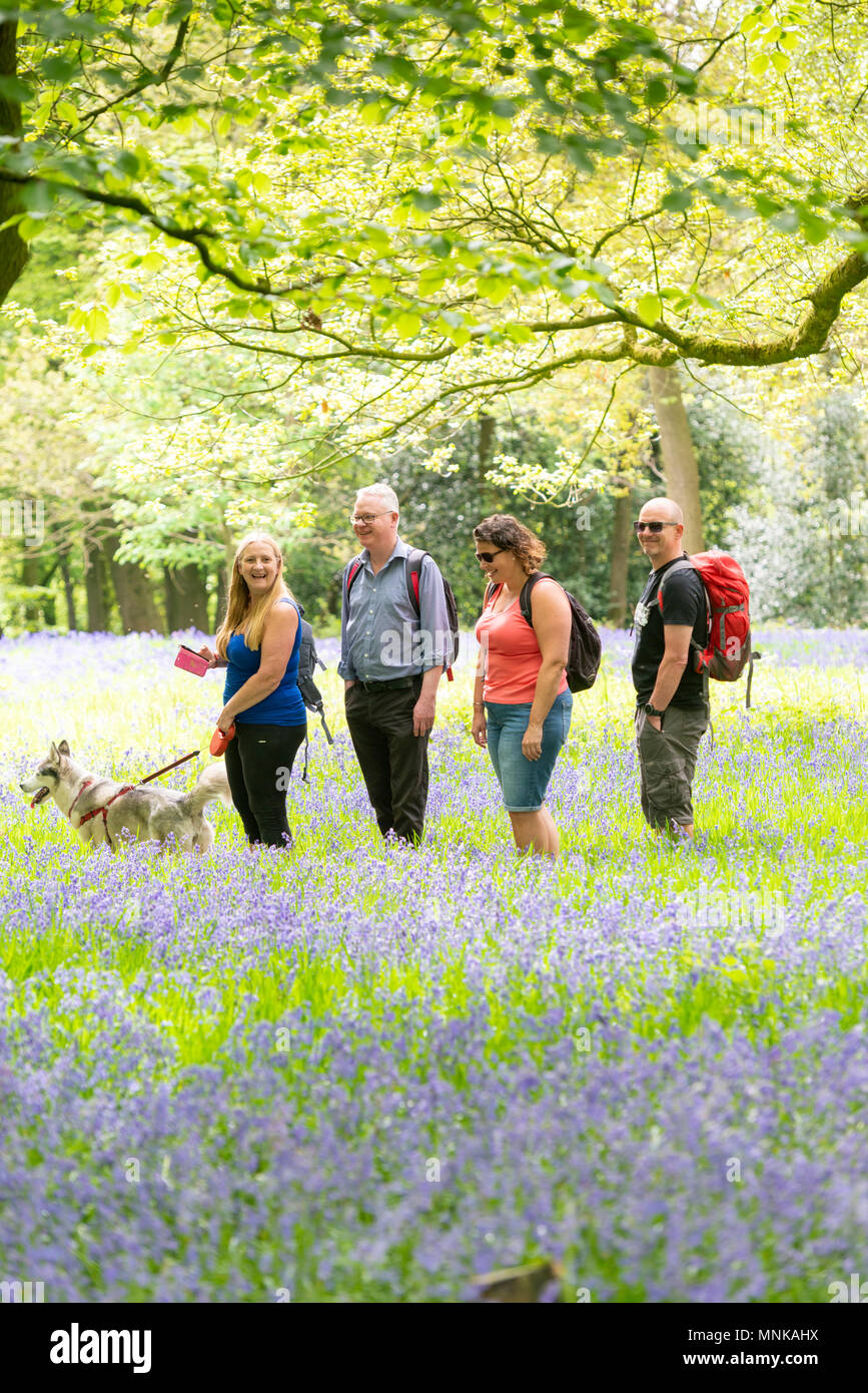Un groupe de personnes marchant dans un bois bluebell au printemps, dans le Yorkshire, UK Banque D'Images