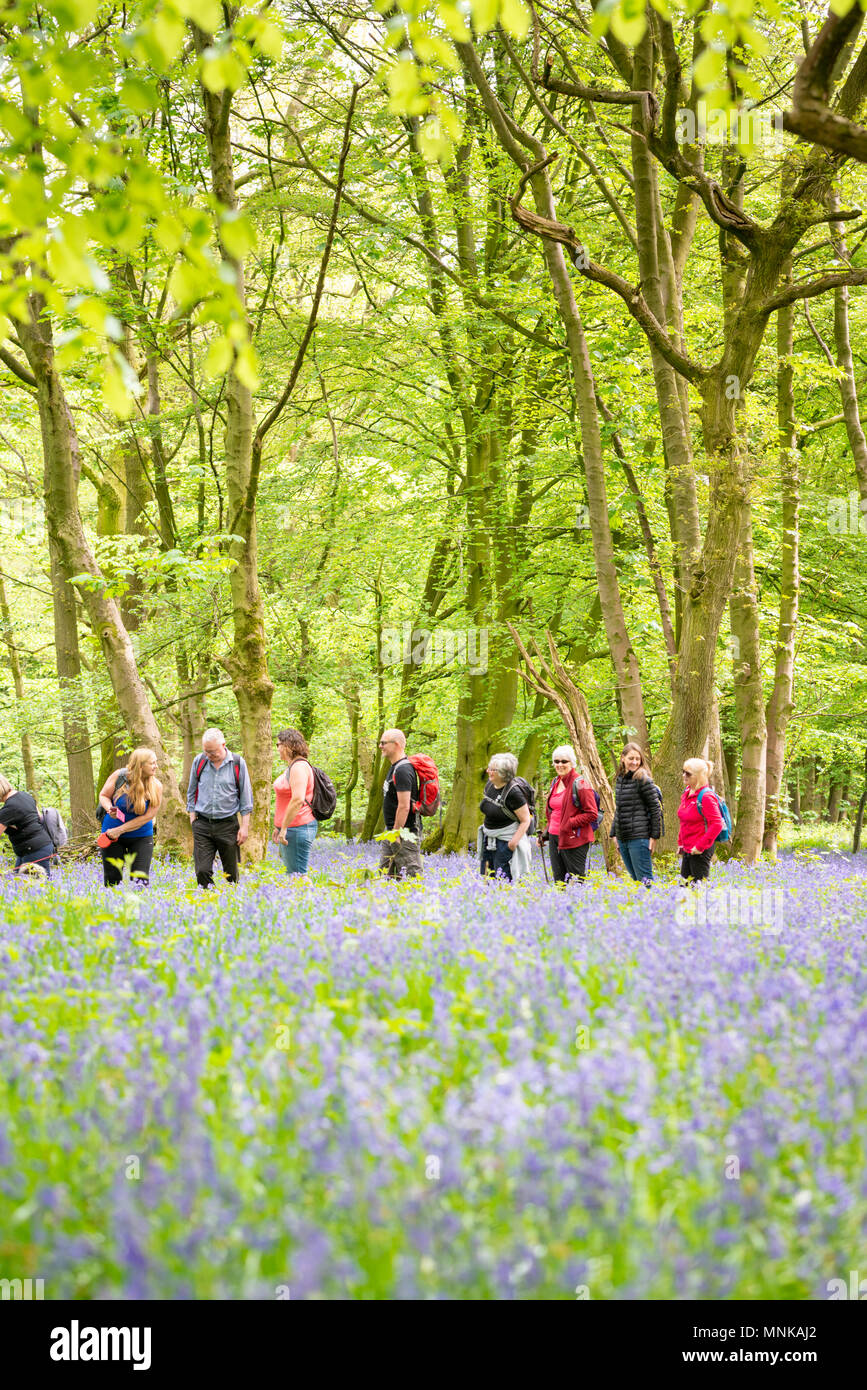 Un groupe de personnes marchant dans un bois bluebell au printemps, dans le Yorkshire, UK Banque D'Images