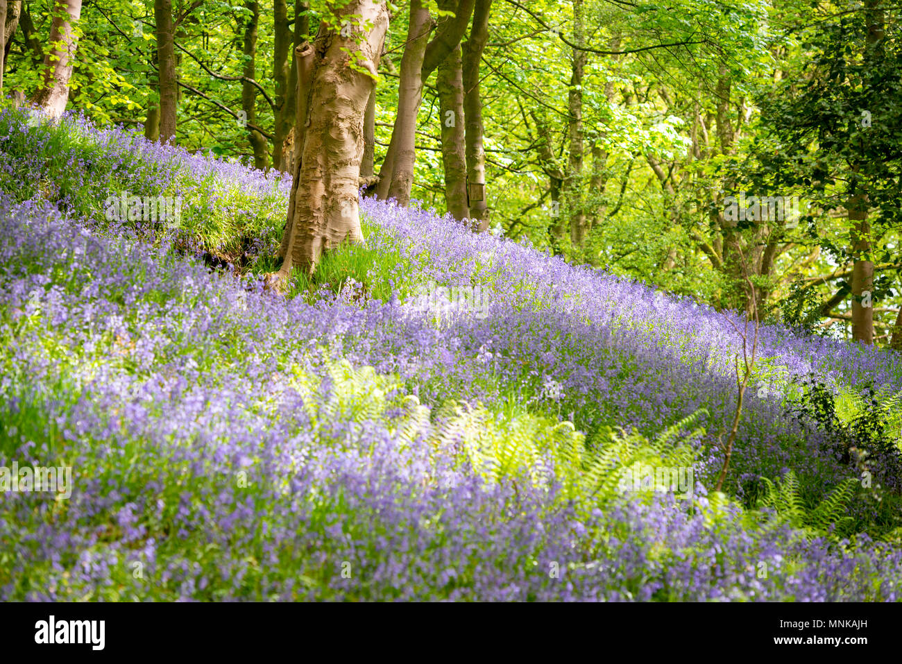 Belle au bois bluebell Wood, Margaret Denby supérieur Yorkshire # bluebell # bluebells # woodland # Royaume-Uni # @Yorkshire paysage # countrsiderestorationtrust Banque D'Images