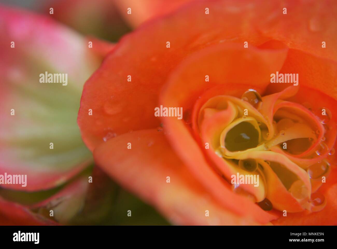 La pluie dans les fleurs Banque D'Images