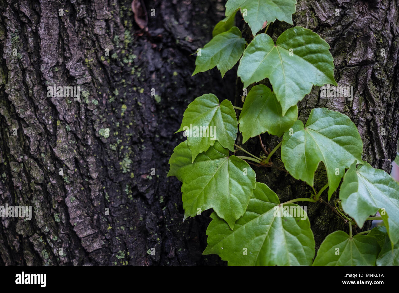 Le lierre grimpant sur un arbre Banque D'Images