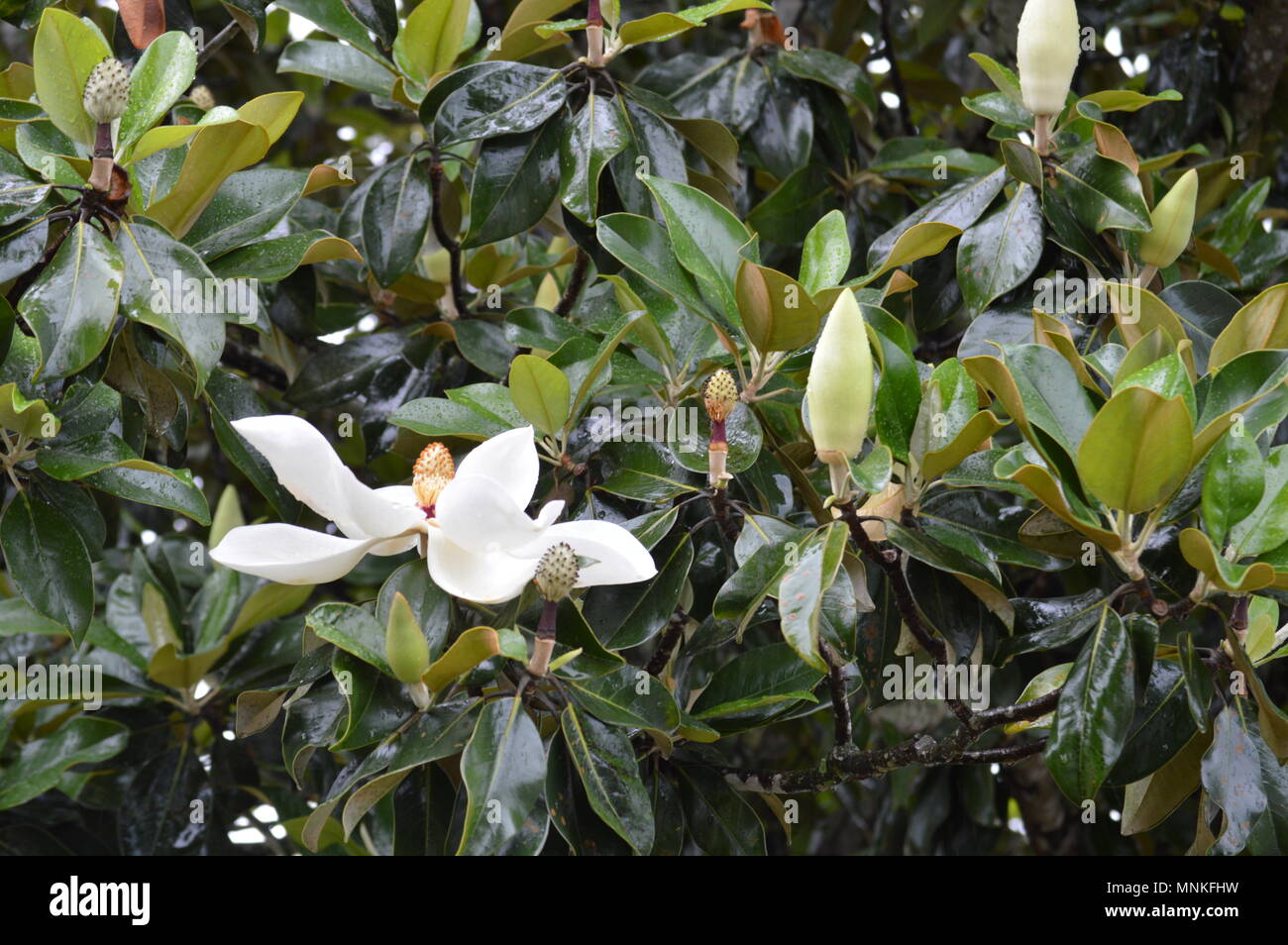 Magnolia Fleurs dans la pluie Banque D'Images