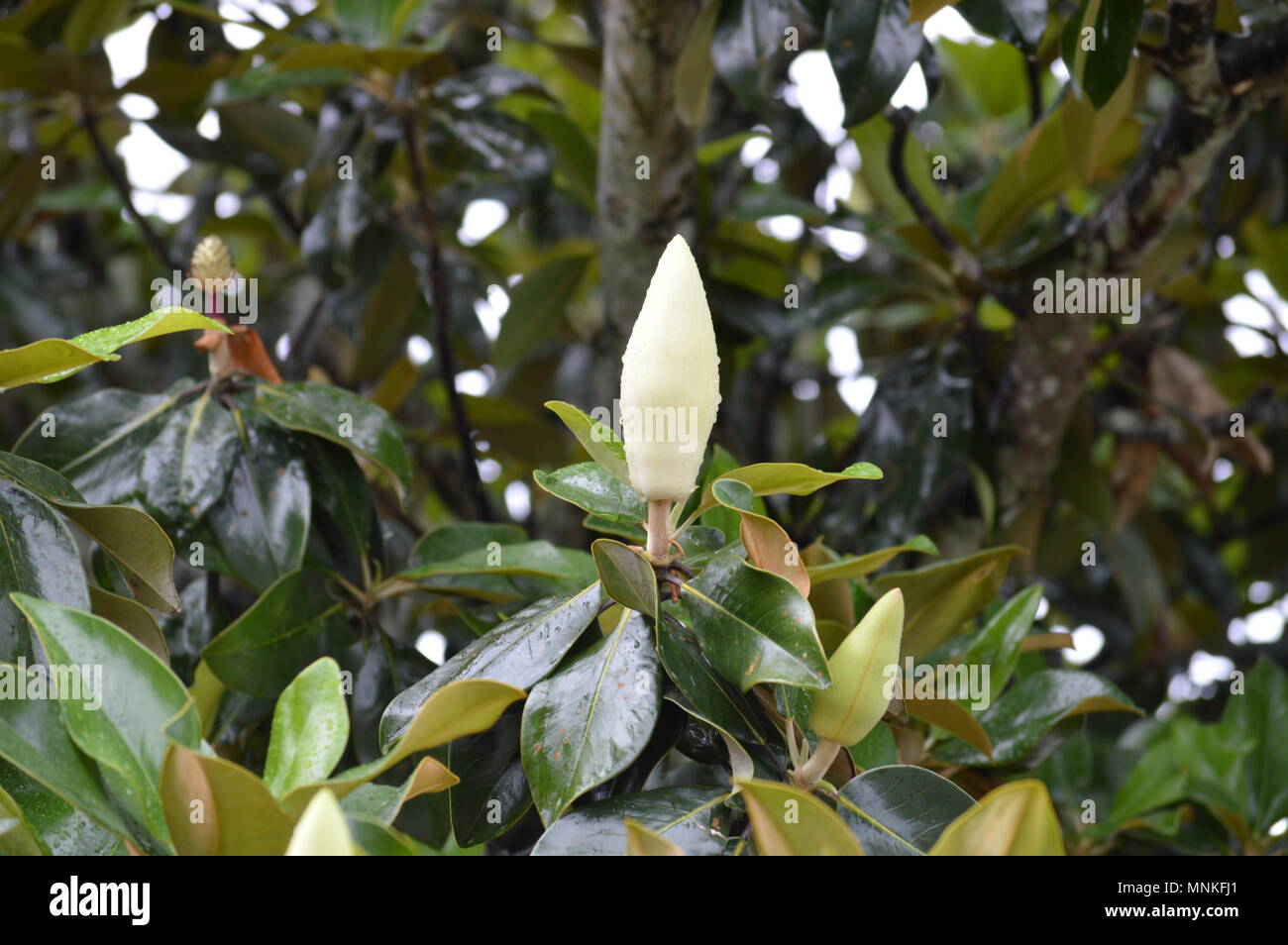 Magnolia Fleurs dans la pluie Banque D'Images