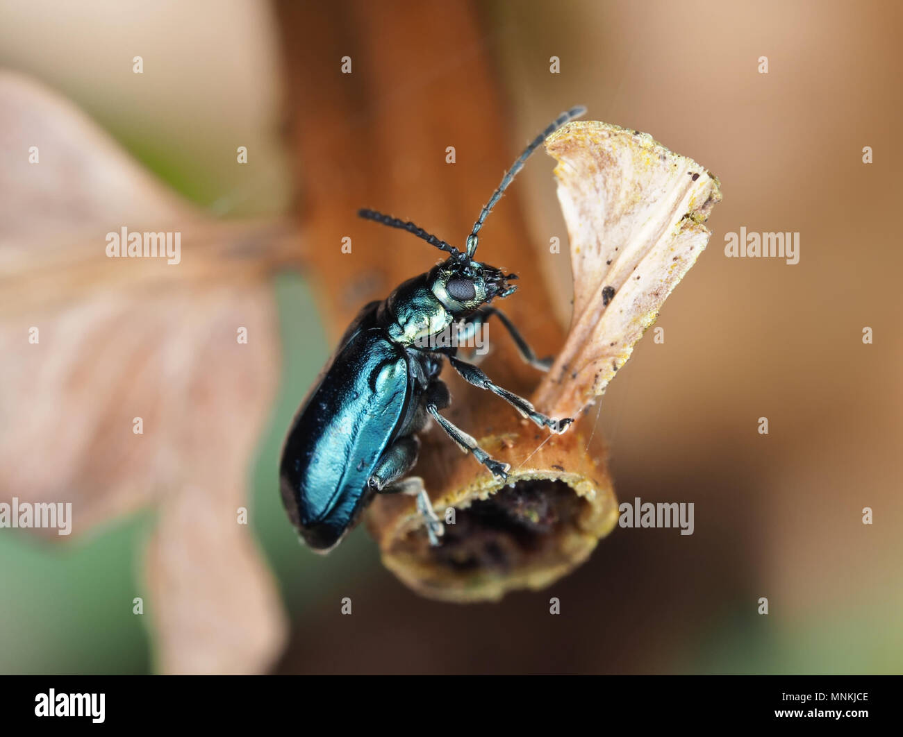 Altica sp. beetle sur une plante sèche, side view Banque D'Images