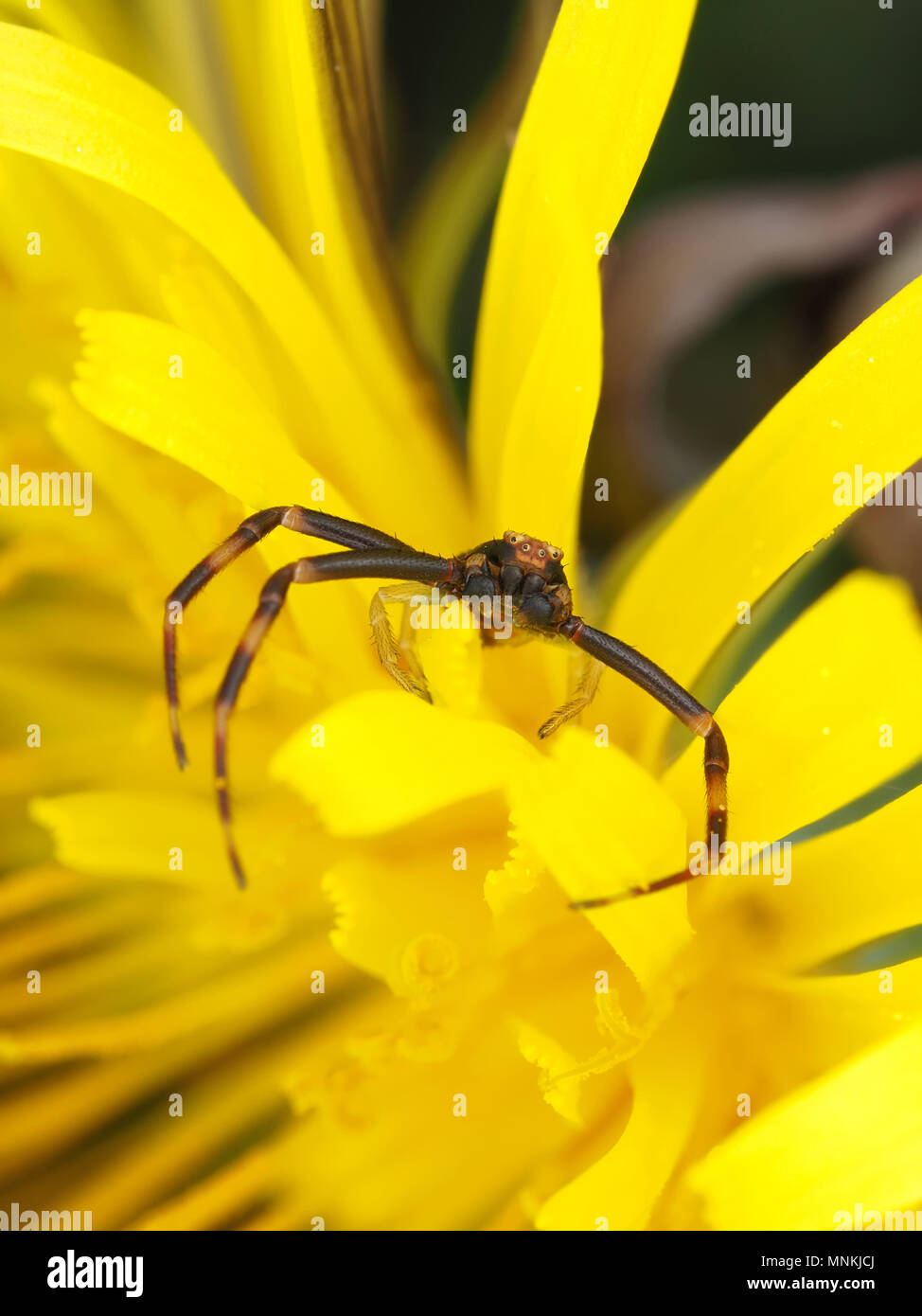 La verge d'homme minuscule araignée crabe Misumena vatia sur un pissenlit Banque D'Images