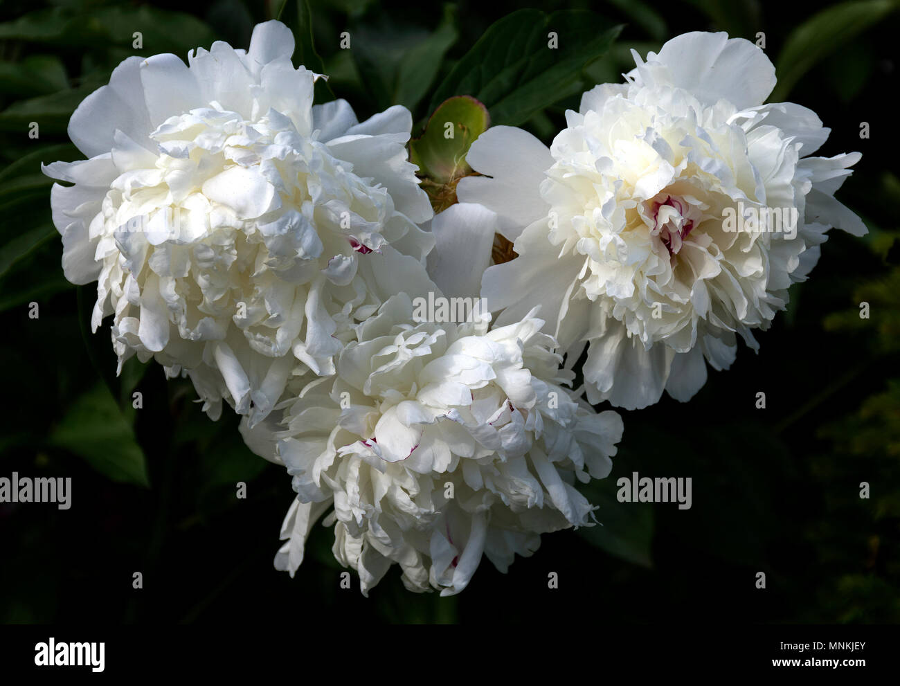 Trois pivoine blanche en fond sombre Banque D'Images
