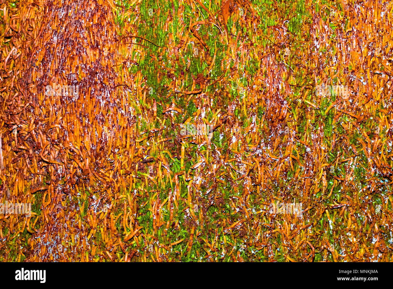 Palm à texture racines créatives et motif de décoration et conception d'isoler sur background.Copier l'espace. Banque D'Images