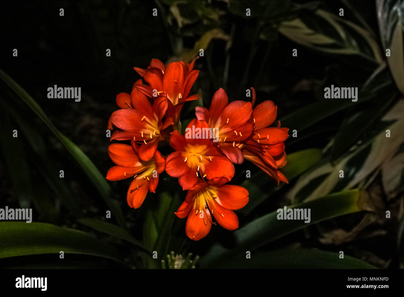 Lily à natal rouge nuit | Sony dSLR a350 f/3.5-5.6/x18-70 Banque D'Images
