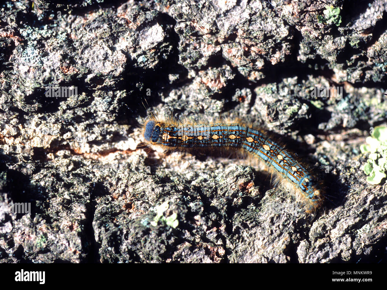 Une chenille sur la spongieuse (Lymantria dispar un arbre) à Cape Cod, Massachusetts, USA, Banque D'Images