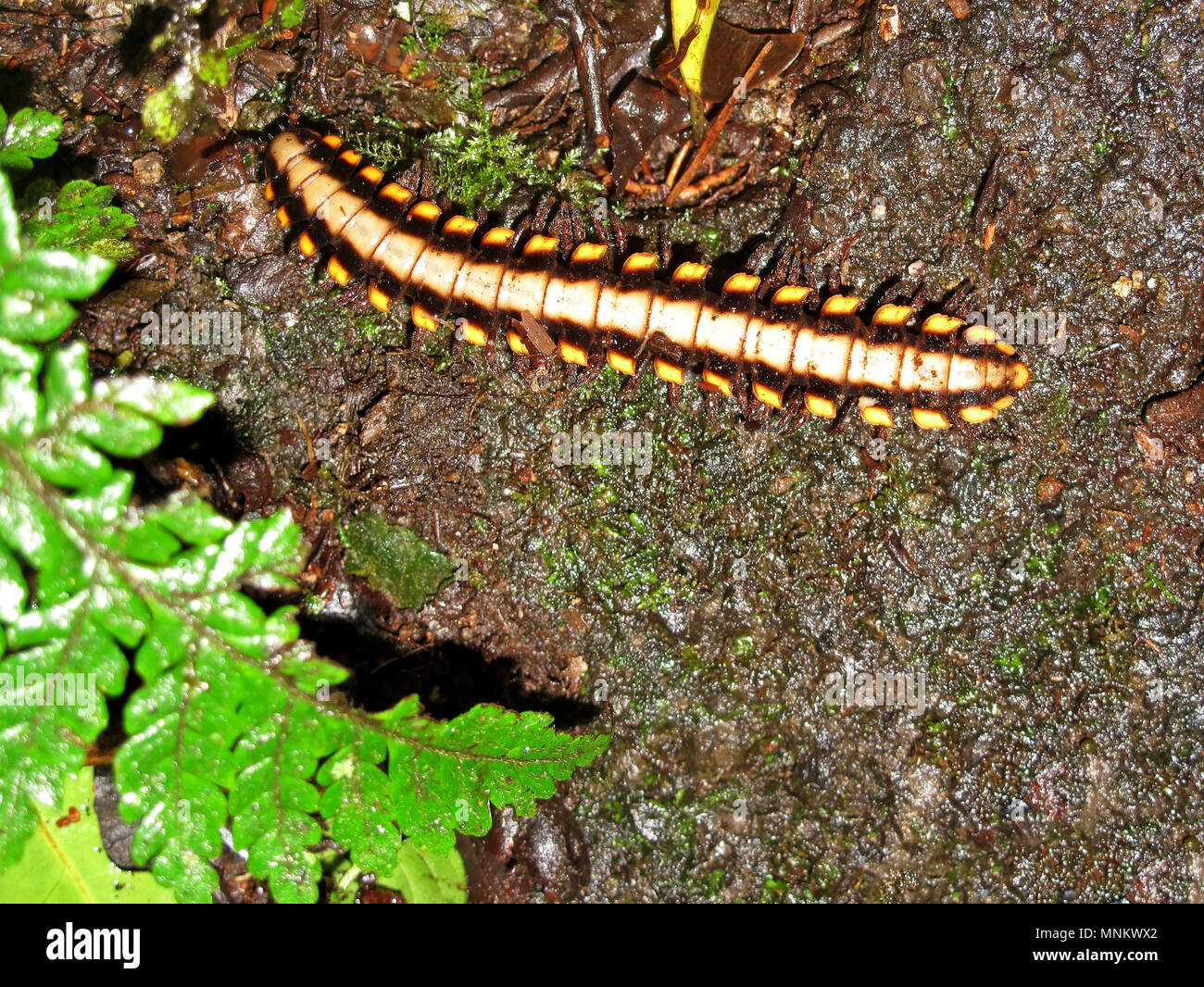 Polydesmid ou télévision à soutenu mille-pattes dans la réserve de la Forêt Nuageuse de Monteverde, Costa Rica Banque D'Images