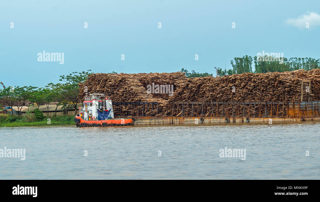 Barge plein de bois comme matière première pour les copeaux de bois de l'industrie. La rivière Mahakam, outback de Bornéo Banque D'Images