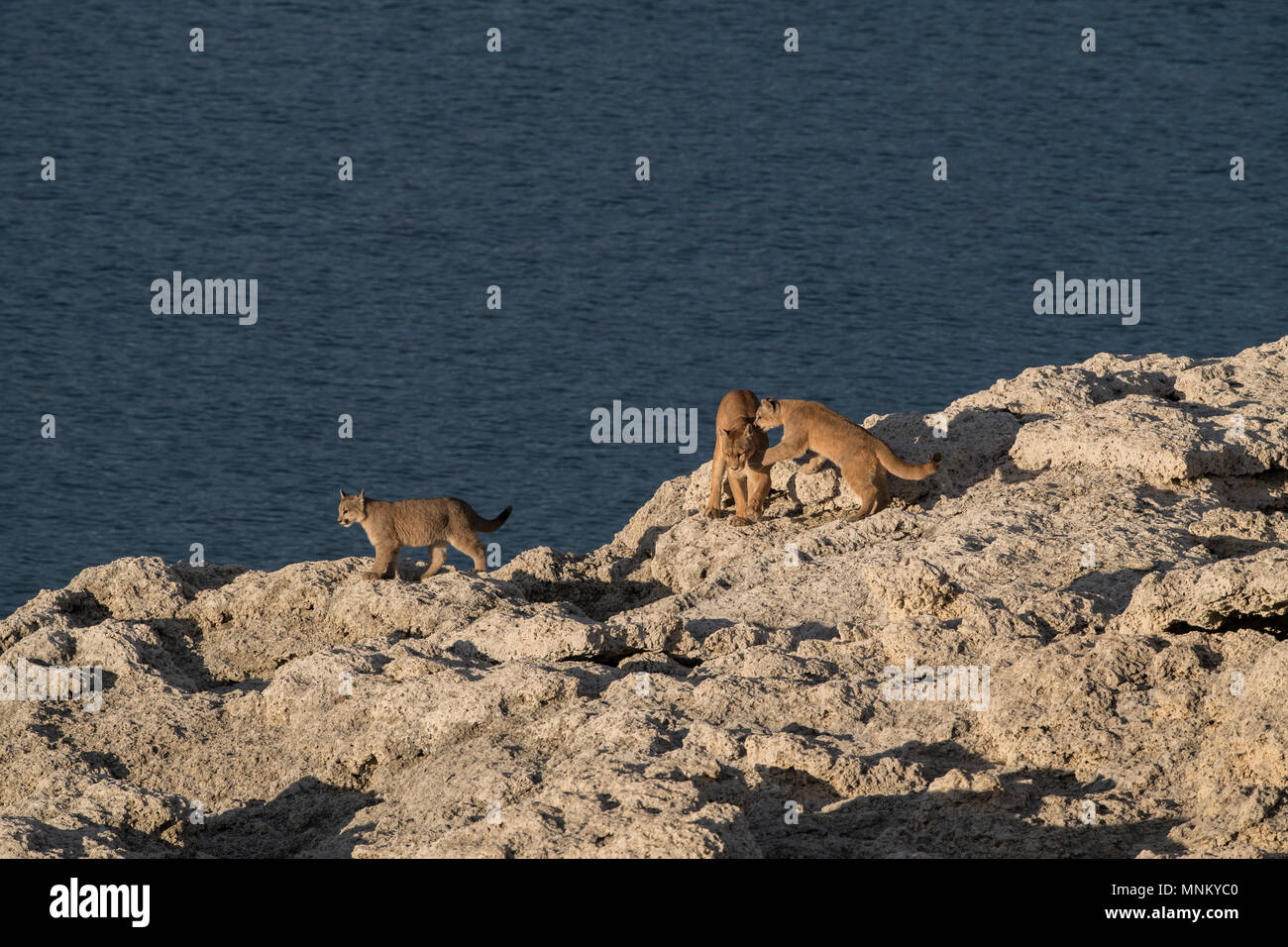 Puma sauvage de Patagonie Banque D'Images