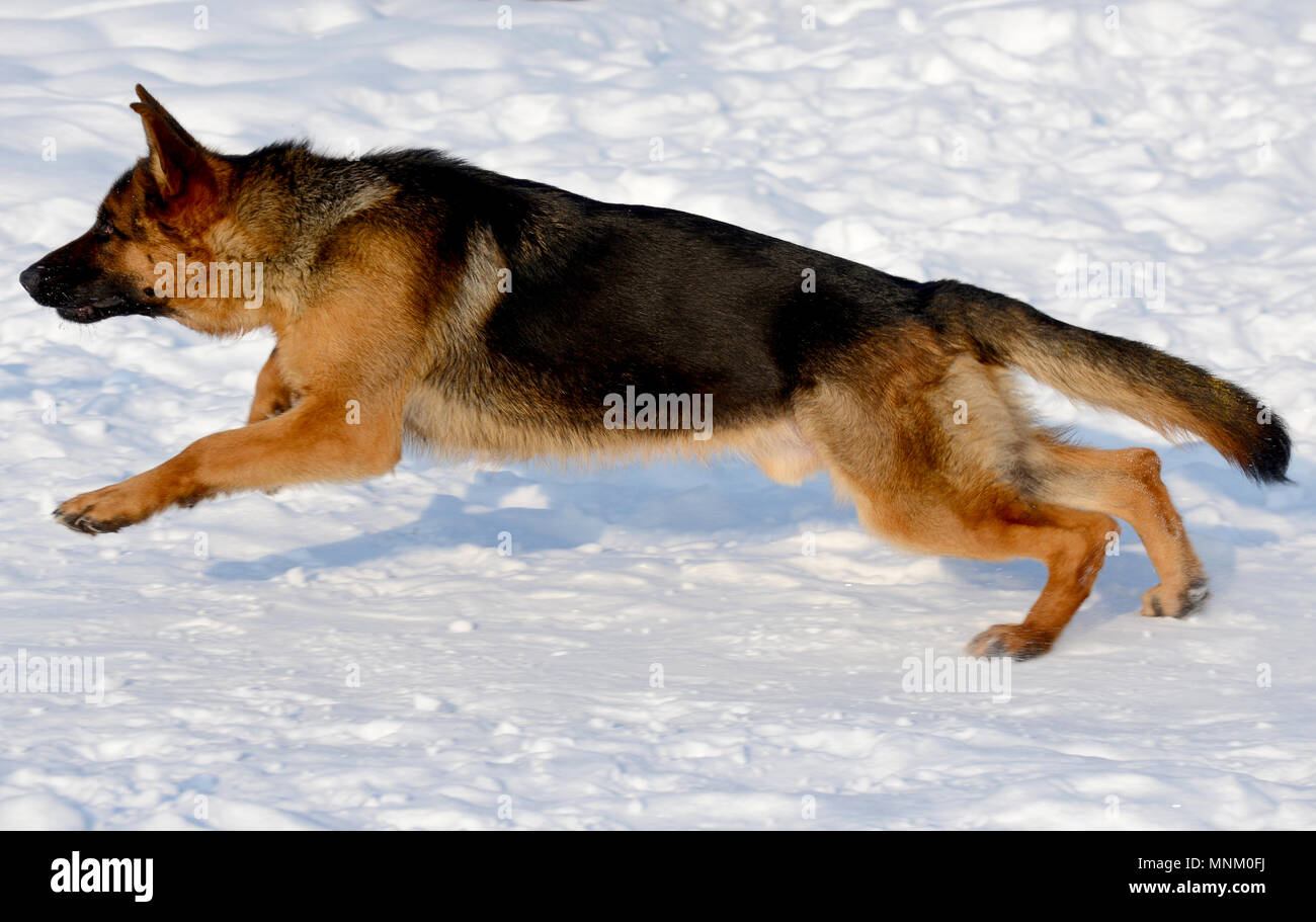 Jeune chiot berger allemand tournant dans la neige Banque D'Images