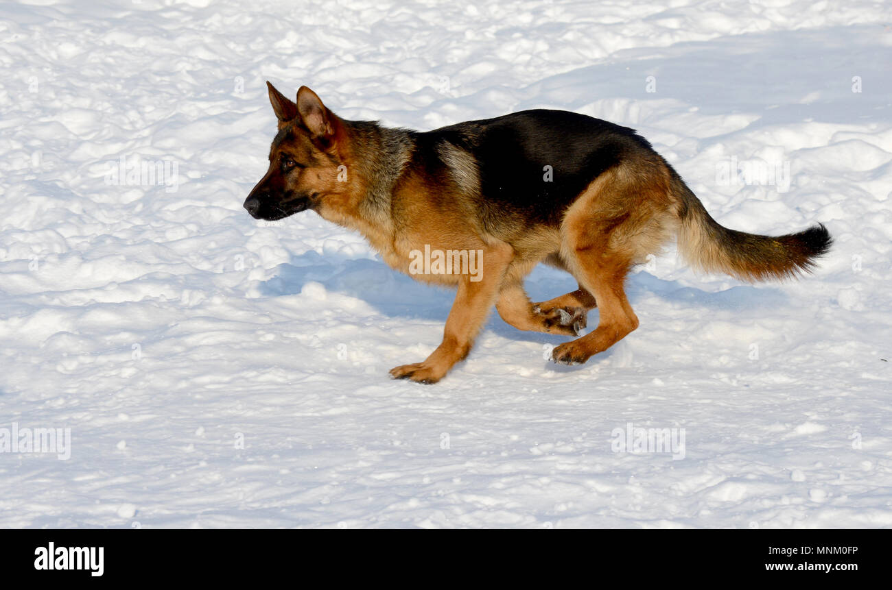 Jeune chiot berger allemand tournant dans la neige Banque D'Images