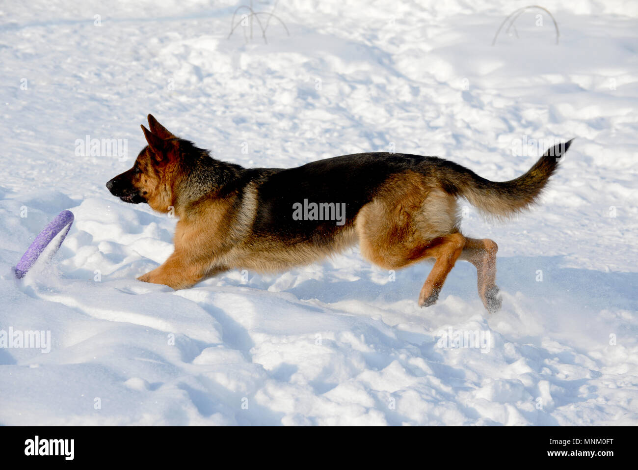 Jeune chiot berger allemand dans la neige Banque D'Images