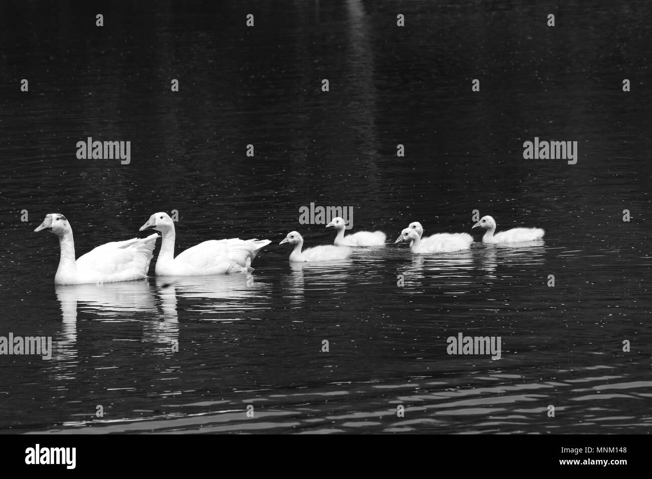 Une paire d'oies chinois blanc ou Swan oies (Anser cygnoides) avec cinq oisons dans un étang. Banque D'Images