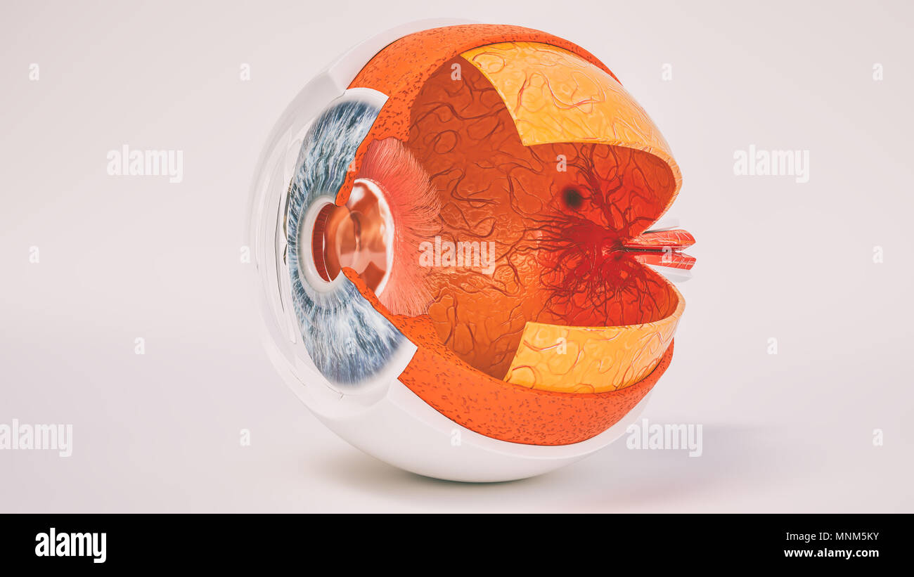 Œil humain très détaillé de l'anatomie en coupe transversale Photo — free download