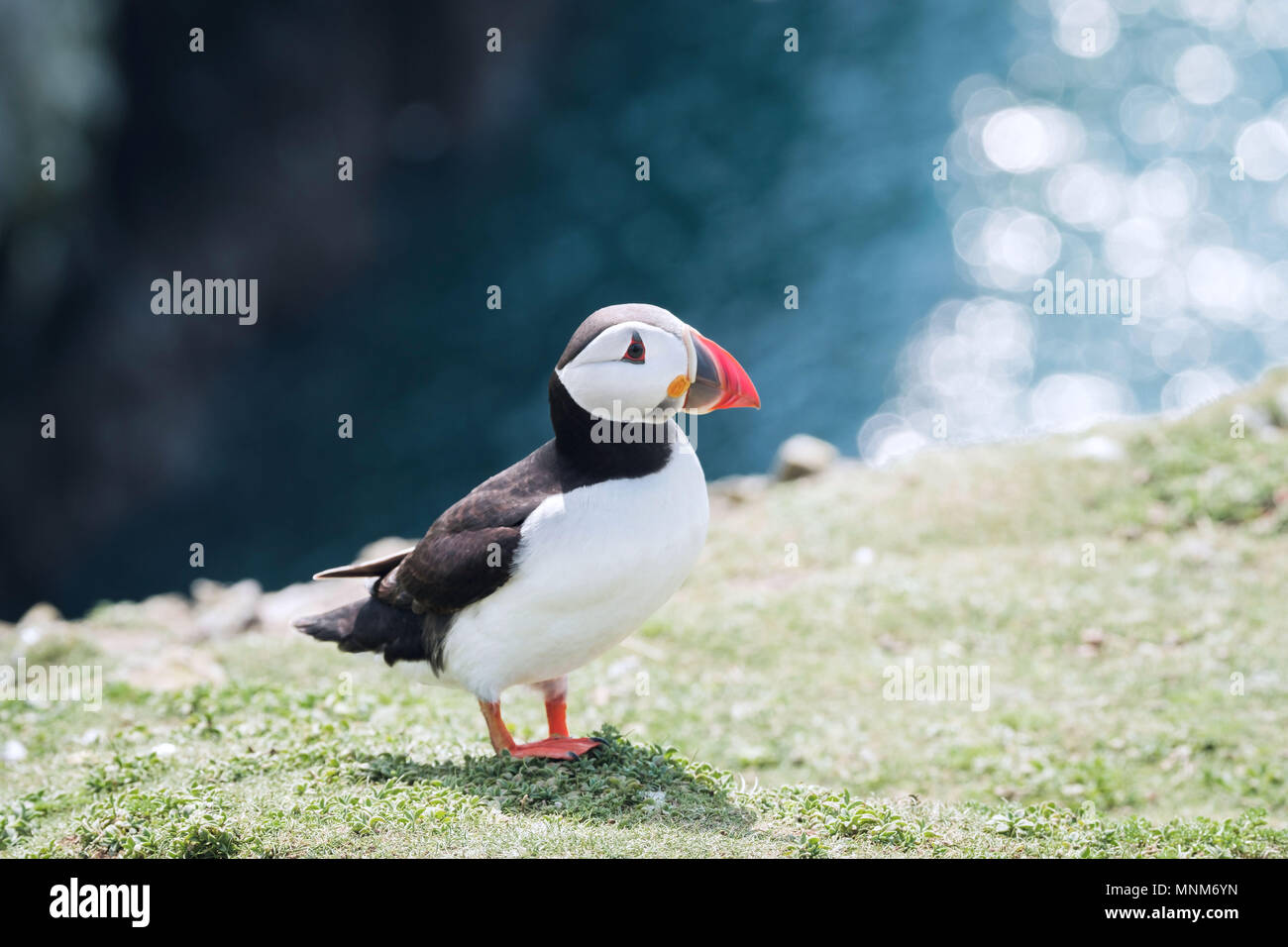 Macareux moine (Fratercula arctica), dans l'île de skomer, Wales UK Banque D'Images