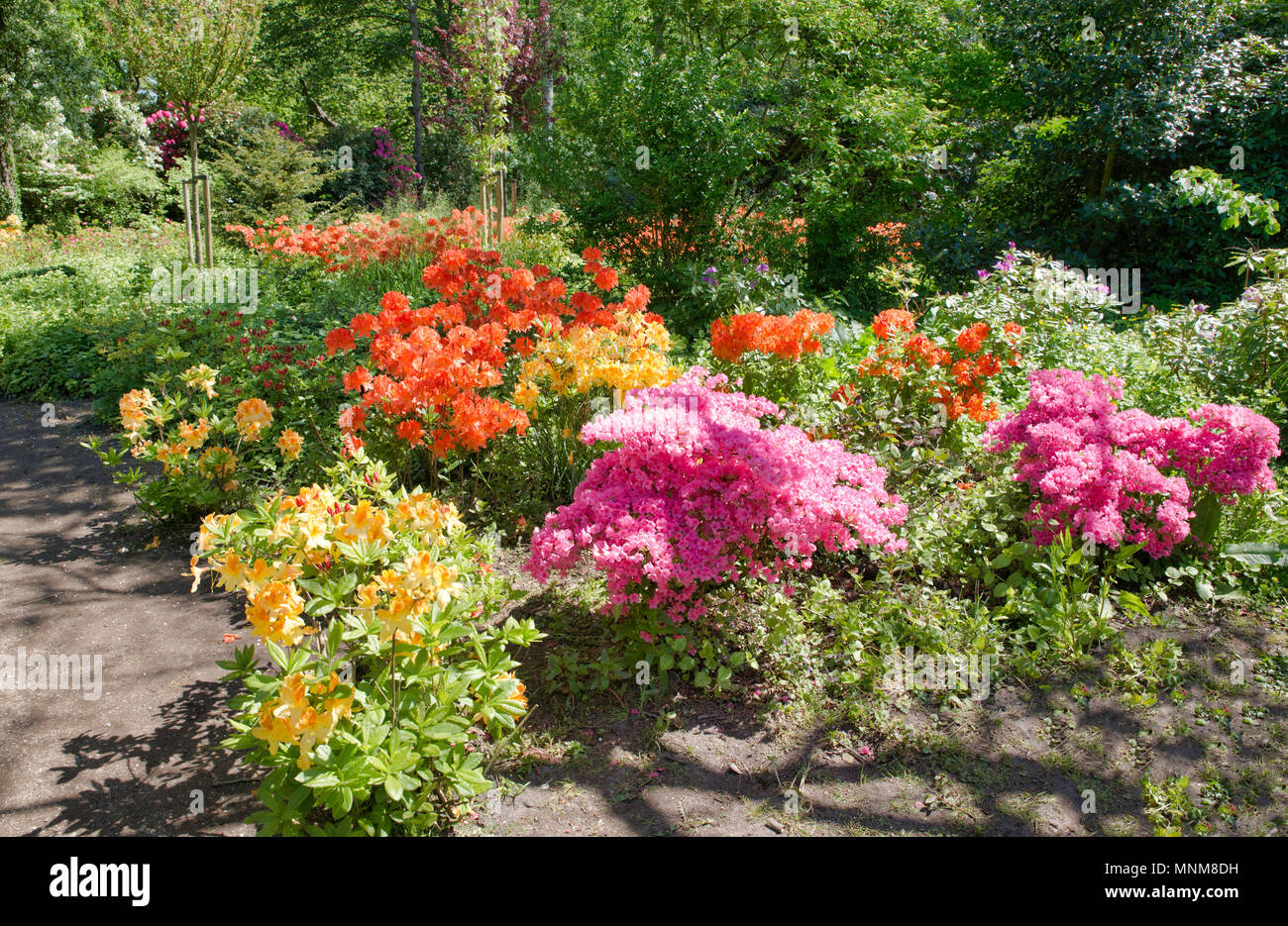 Beau jardin du parc Clingendael en Hollande, c'est un parc public ouvert avec belles fleurs et plantes comme azalea et rhodondendron et le Japon Banque D'Images