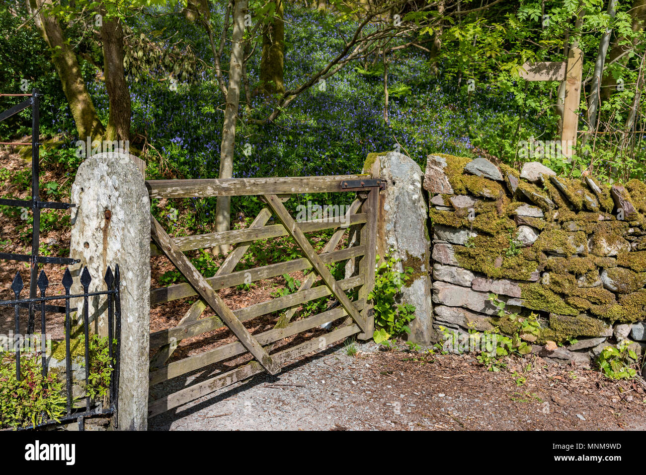 Cinq bar gate bluebells woodland Banque D'Images