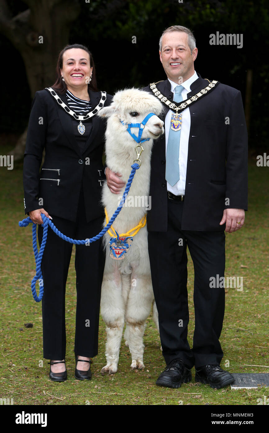 Bognor Regis, West Sussex, UK. Cllr Stephen Reynolds a été élu nouveau maire de la ville de Bognor Regis. Il est représenté avec sa femme, le Maire, Pierre Kim-Marie et leur animal appelé Alpaga Rupert qui a sa propre chaîne de fonction. Le mercredi 16 mai 2018 © Sam Stephenson/Alamy Live News. Banque D'Images