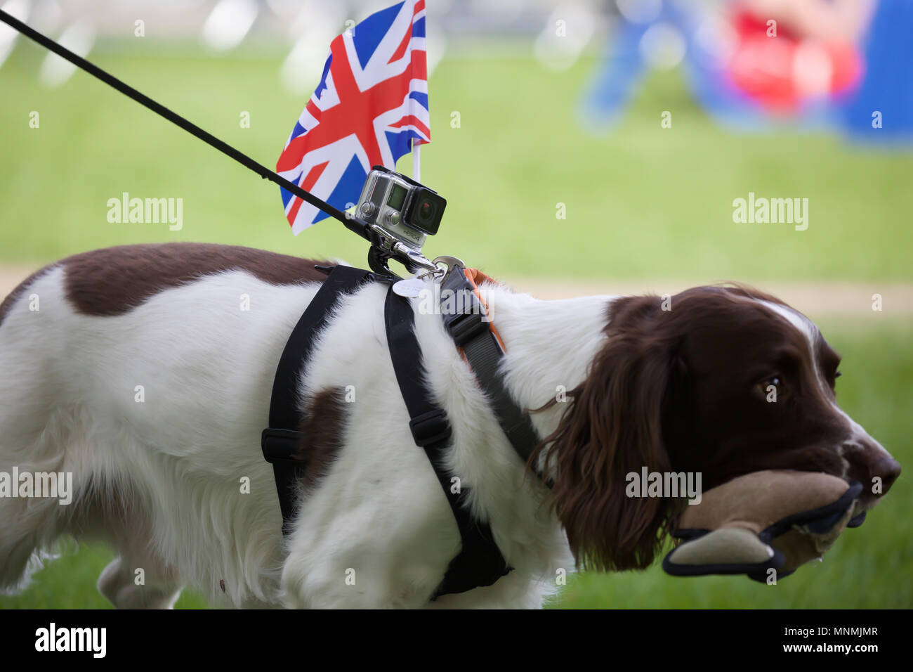 Windsor,UK,18 mai 2018,un Cocker se joint à la fête avec un Union Jack flag attaché à son faisceau et un jouet en peluche dans sa bouche comme Le Mariage Royal les préparatifs entrepris.Larby Keith Crédit/Alamy Live News Banque D'Images