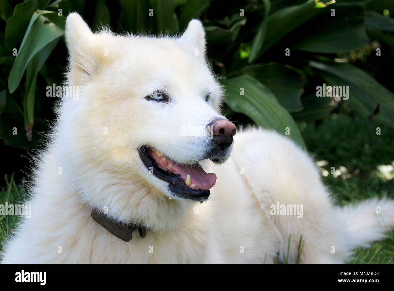 Chien Husky de Sibérie blanc pur avec des yeux bleus close up portrait Photo Stock Alamy
