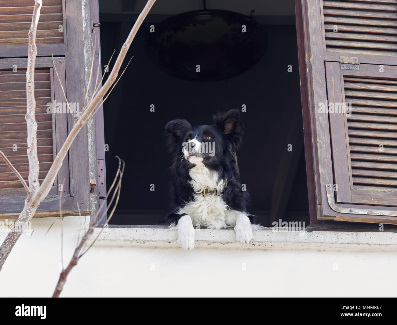 Un mignon petit chien noir avec une laine blanche sur le ventre d'oeil par la fenêtre d'une vieille maison avec un sol en bois vintage frame châssis. Banque D'Images